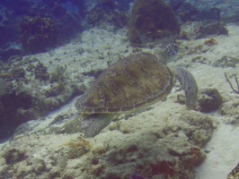 Green Sea Turtle IMG 9598